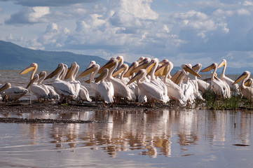 Pelicans in the Rift Valley Lake near Addis Ababa